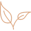 Coffee Bean